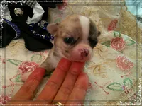 MerleIsabella, a male Chihuahua for sale in Sebring, FL – 1 of 6
