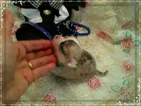 MerleIsabella, a male Chihuahua for sale in Sebring, FL – 3 of 6