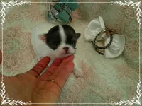 WhiteBlueMaleLongHair, a male Chihuahua for sale in Sebring, FL – 6 of 6