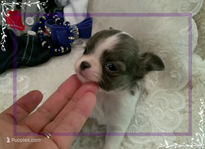 TeacupMaleLongHair – Chihuahua puppy for sale in Sebring, FL