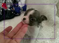 TeacupMaleLongHair, a male Chihuahua for sale in Sebring, FL – 4 of 6