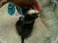 TeacupBlueWhite2, a male Chihuahua for sale in Sebring, FL – 6 of 6