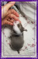 Teacup Lavender and white, a male Chihuahua for sale in Sebring, FL – Photo 5 of 6