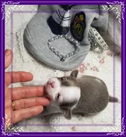 Teacup Lavender and white, a male Chihuahua for sale in Sebring, FL – Photo 2 of 6