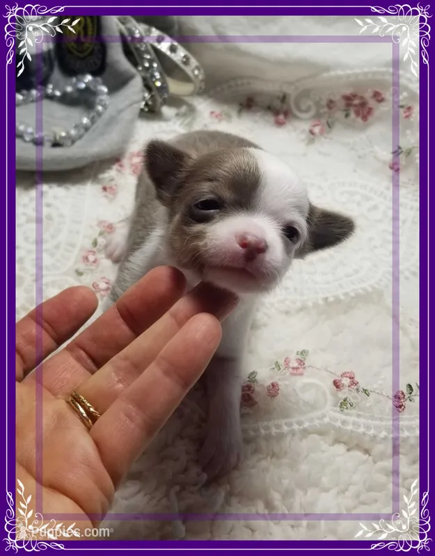 Teacup Lavender and white