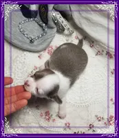 Teacup Lavender and white, a male Chihuahua for sale in Sebring, FL – Photo 4 of 6