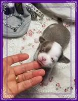 Teacup Lavender and white, a male Chihuahua for sale in Sebring, FL – Photo 6 of 6