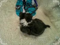 TeacupBlueWhite2, a male Chihuahua for sale in Sebring, FL – 5 of 6