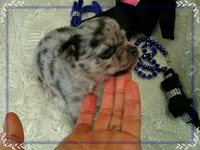 BlueMerleLongHair, a male Chihuahua for sale in Sebring, FL – 6 of 6