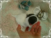 WhiteBlueMaleLongHair, a male Chihuahua for sale in Sebring, FL – 2 of 6