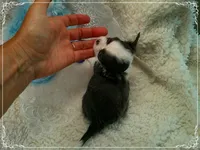 TeacupBlueWhite1, a male Chihuahua for sale in Sebring, FL – 4 of 6