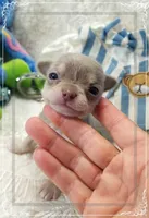 Lavender and tan 2, a male Chihuahua for sale in Sebring, FL – 4 of 6
