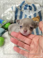 Lavender and tan 2, a male Chihuahua for sale in Sebring, FL – 6 of 6