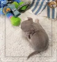 Lavender and tan 2, a male Chihuahua for sale in Sebring, FL – 5 of 6