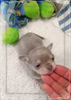 Lavender and tan 2, a male Chihuahua for sale in Sebring, FL – 3 of 6