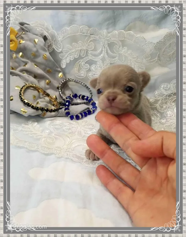 Lavender and tan 1 – Chihuahua puppy for sale in Sebring, FL