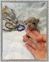 Lavender and tan 1, a male Chihuahua for sale in Sebring, FL – 1 of 6