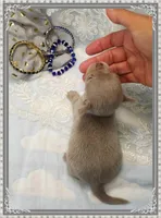 Lavender and tan 1, a male Chihuahua for sale in Sebring, FL – 2 of 6