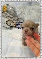 Lavender and tan 1, a male Chihuahua for sale in Sebring, FL – 5 of 6
