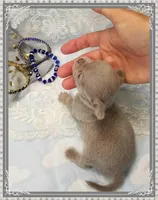 Lavender and tan 1, a male Chihuahua for sale in Sebring, FL – 6 of 6