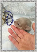 Lavender and tan 1, a male Chihuahua for sale in Sebring, FL – 4 of 6