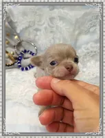Lavender and tan 1, a male Chihuahua for sale in Sebring, FL – 3 of 6