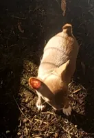 TeacupFemaleChocoWhite, a female Chihuahua for sale in Sebring, FL – 4 of 4