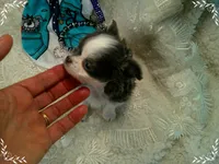 TeacupBlueWhite2, a male Chihuahua for sale in Sebring, FL – 3 of 6