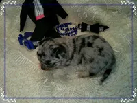 BlueMerleLongHair, a male Chihuahua for sale in Sebring, FL – 4 of 6