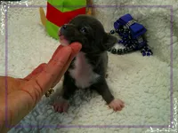 MaleTeacupBlueWhite, a male Chihuahua for sale in Sebring, FL – 2 of 4
