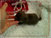 ChocoWhite, a female Chihuahua for sale in Sebring, FL – 6 of 6