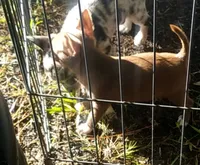 TeacupFemaleChocoWhite, a female Chihuahua for sale in Sebring, FL – 2 of 4
