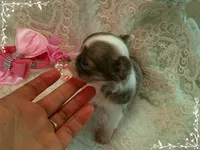 TeacupFemaleLongHair, a female Chihuahua for sale in Sebring, FL – 3 of 6