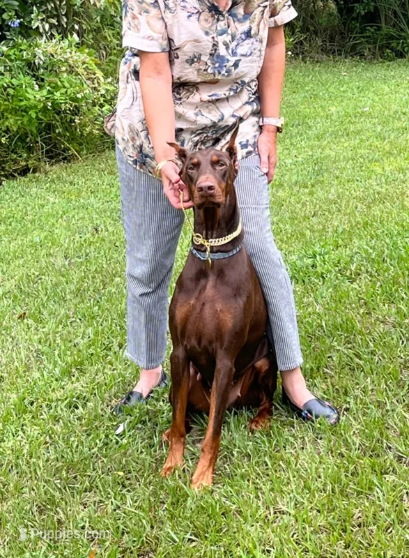 Dobar – Doberman Pinscher puppy for sale in Sebring, FL