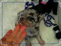 BlueMerleLongHair, a male Chihuahua for sale in Sebring, FL – 5 of 6