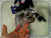 BlueMerleLongHair, a male Chihuahua for sale in Sebring, FL – 3 of 6