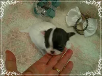 WhiteBlueMaleLongHair, a male Chihuahua for sale in Sebring, FL – 5 of 6
