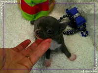 MaleTeacupBlueWhite, a male Chihuahua for sale in Sebring, FL – 3 of 4
