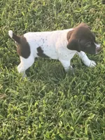 Male 1, a male German Shorthaired Pointer for sale in Suffolk, VA – 2 of 2