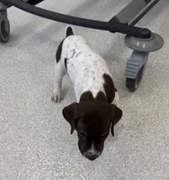 GSP Male, a male German Shorthaired Pointer for sale in Suffolk, VA – 3 of 6