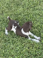 Liver/White GSP Male, a male German Shorthaired Pointer for sale in Suffolk, VA – 4 of 7