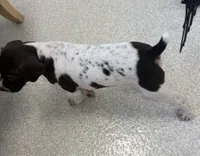 GSP Male, a male German Shorthaired Pointer for sale in Suffolk, VA – 4 of 6
