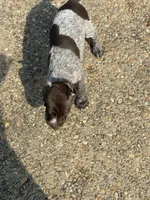 GSP FEMALE, a female German Shorthaired Pointer for sale in Suffolk, VA – 3 of 10