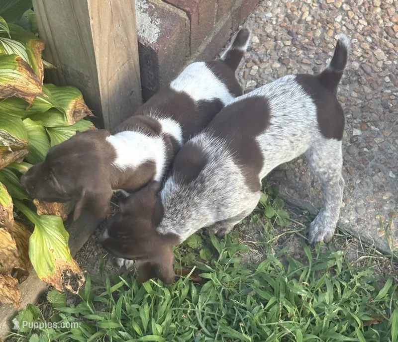 Female 2 Liver/Roan – German Shorthaired Pointer puppy for sale in Suffolk, VA
