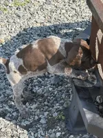 GSP FEMALE, a female German Shorthaired Pointer for sale in Suffolk, VA – 5 of 10