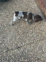 Female 2 Liver/Roan, a female German Shorthaired Pointer for sale in Suffolk, VA – 2 of 3