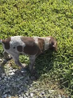 GSP FEMALE, a female German Shorthaired Pointer for sale in Suffolk, VA – 8 of 10