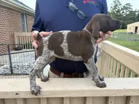 GSP Male, a male German Shorthaired Pointer for sale in Suffolk, VA – 5 of 7
