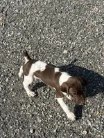Liver/White GSP Female, a female German Shorthaired Pointer for sale in Suffolk, VA – 2 of 8