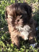 Trixie-CKC, a female Shih Tzu for sale in Suffolk, VA – Photo 1 of 2